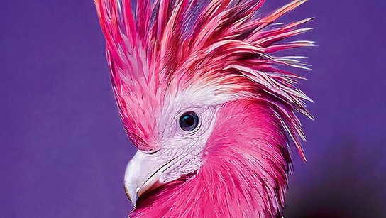 Schräge Vögel © Privat