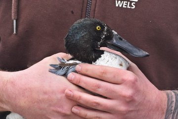 Auswilderung Vögel