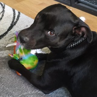 Foto von Bandi; Hund