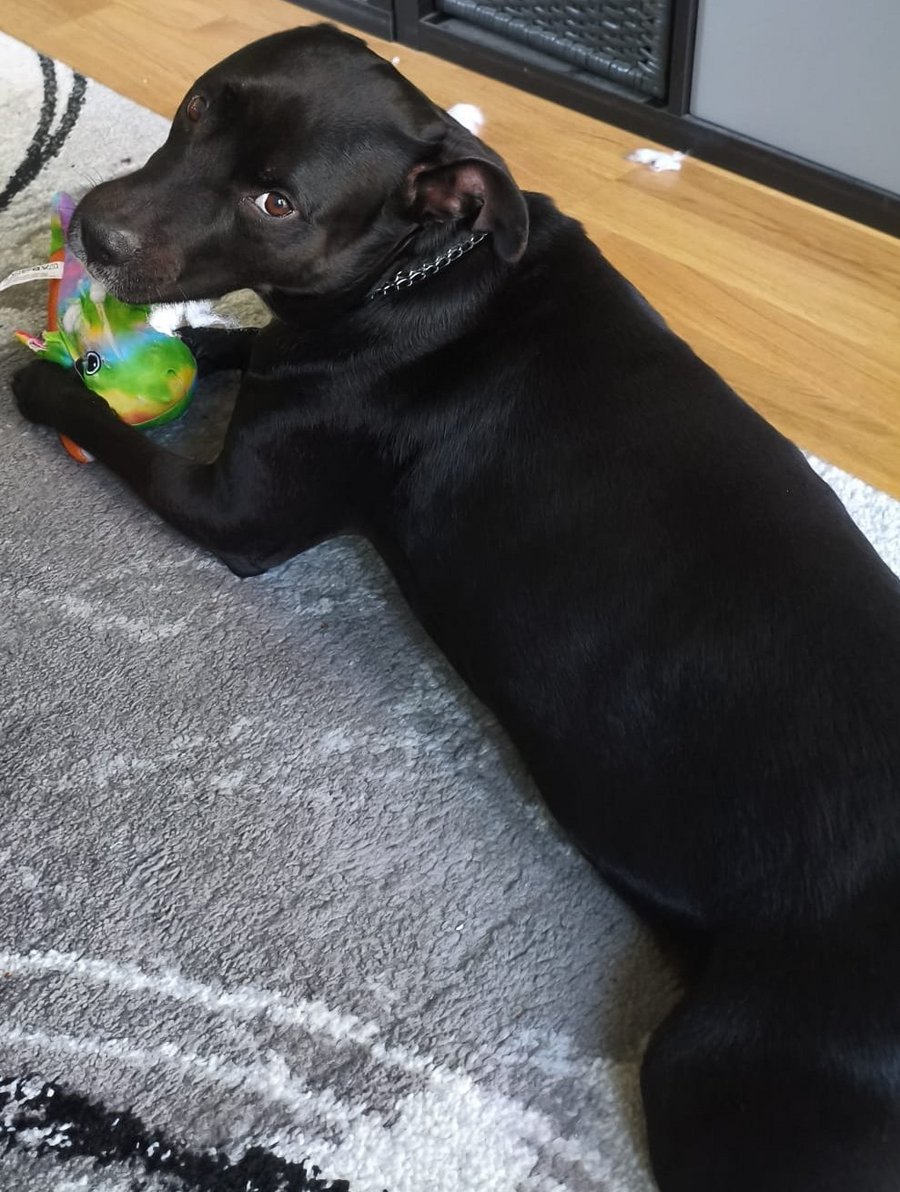 Foto von Bandi; Hund