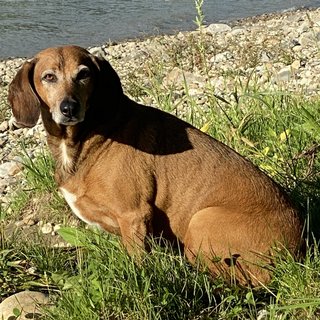 Foto von Mexwell; Hund