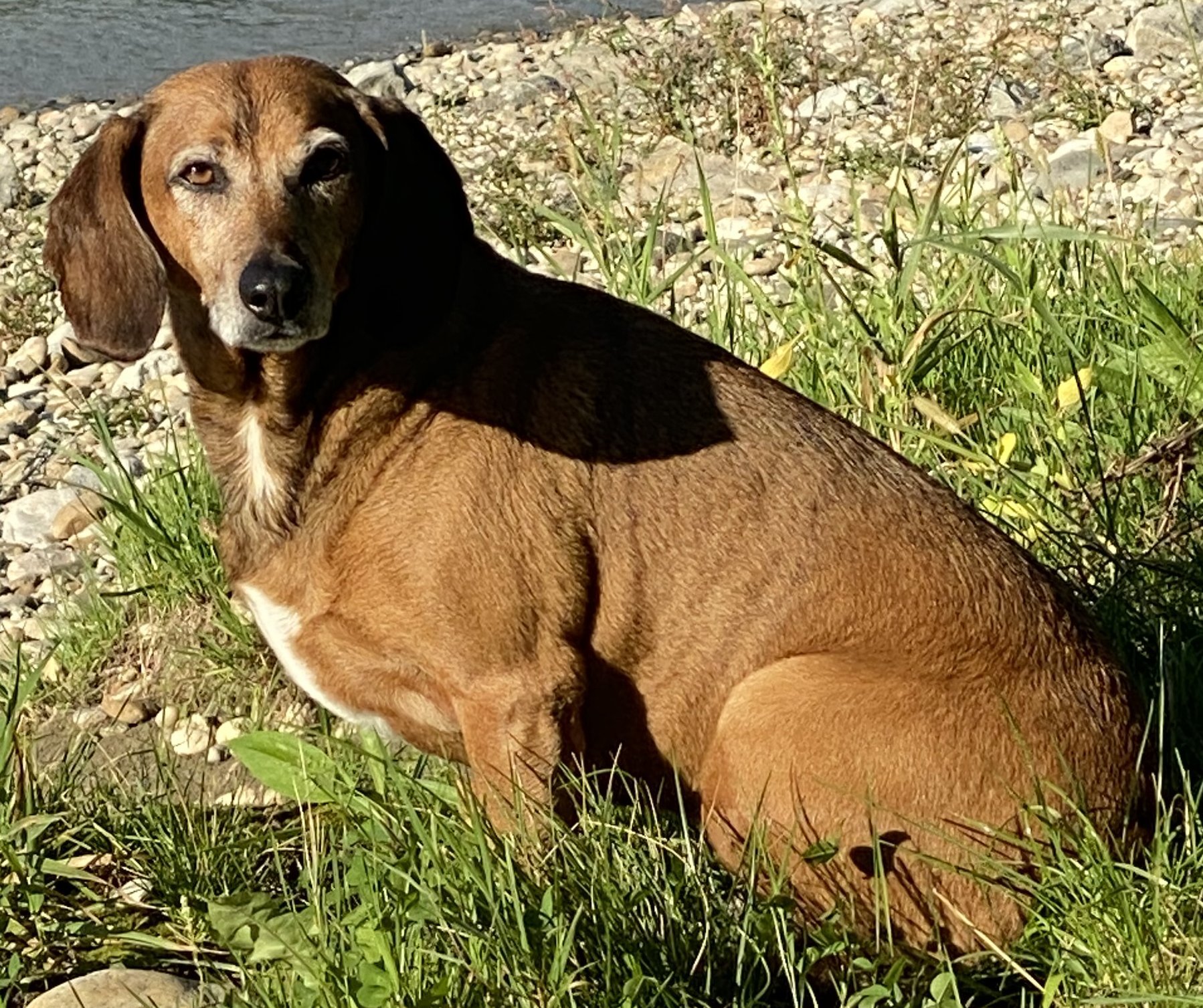 Foto von Mexwell; Hund