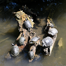 Schildkröten im Wasser