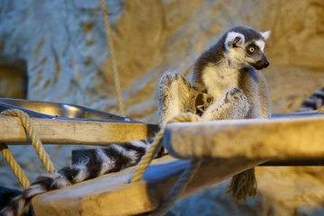 Nachwuchs im Tiergarten Katta