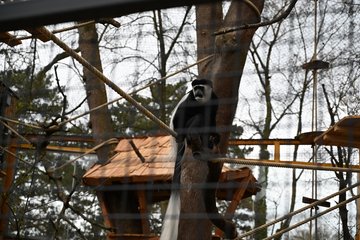 PK Tiergarten Guereza Eröffnung 