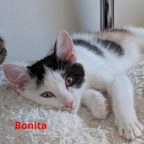 Foto von Bonita; Katze