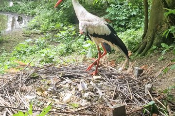 Tiergarten Jungtiere