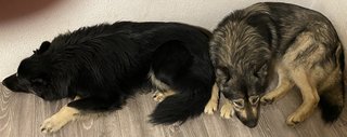 Foto von Kairo und Nakoma; Hund