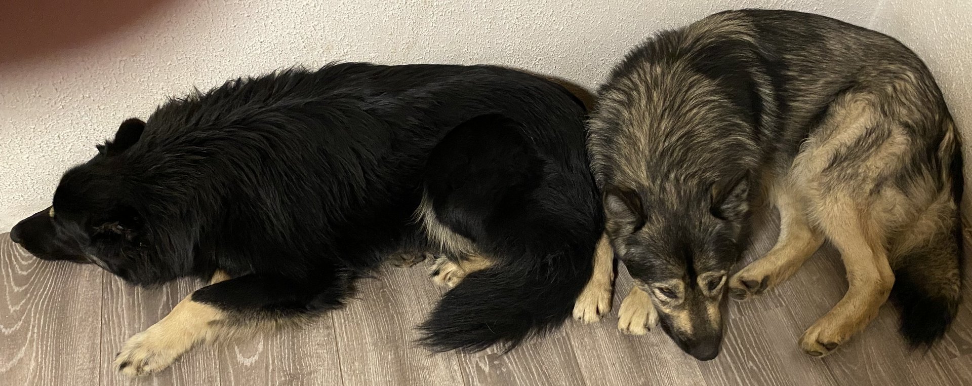 Foto von Kairo und Nakoma; Hund