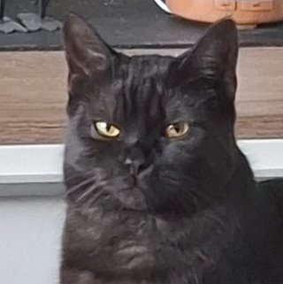 Foto von Henry; Katze