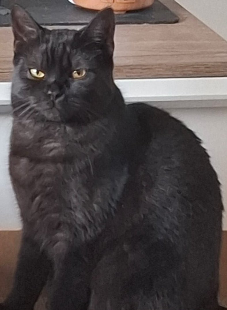 Foto von Henry; Katze
