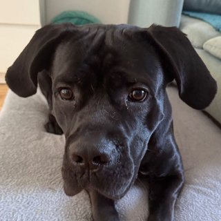 Foto von Rocco; Hund