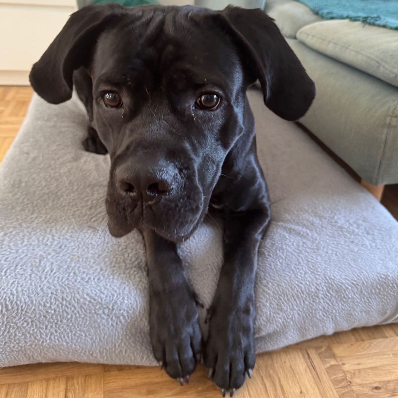 Foto von Rocco; Hund