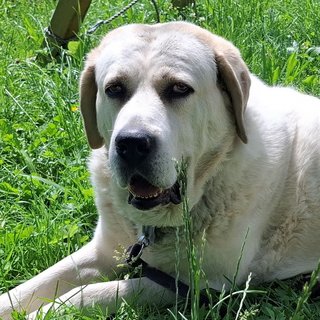 Foto von Aska; Hund