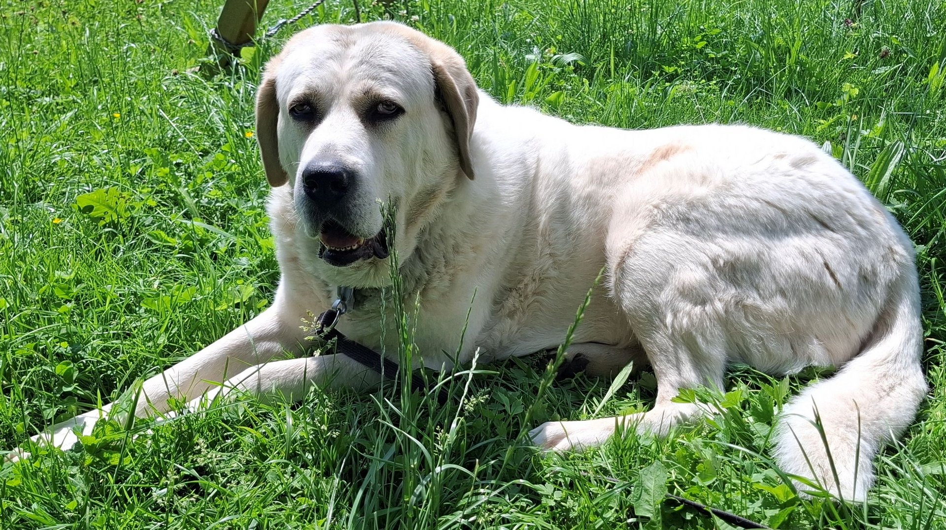 Foto von Aska; Hund
