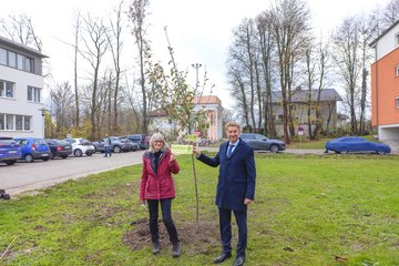 Schlosspark Lichtenegg Baumspende Kroiß