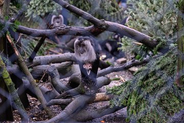 Tiergarten Christbaum Affen Baby