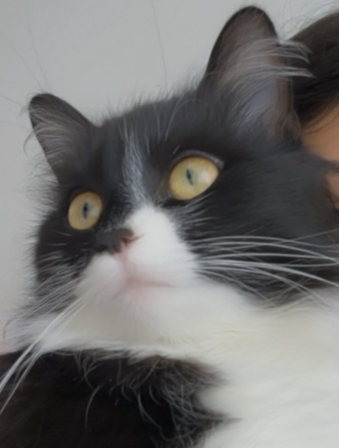 Foto von Boncuk; Katze