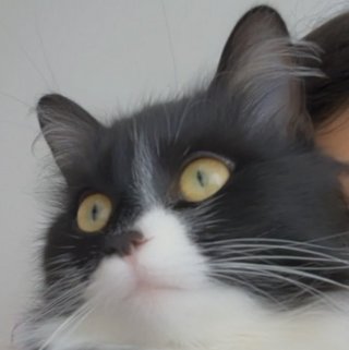 Foto von Boncuk; Katze