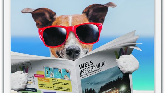 Hund Amtsblatt