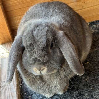 Foto von Peach; Kaninchen