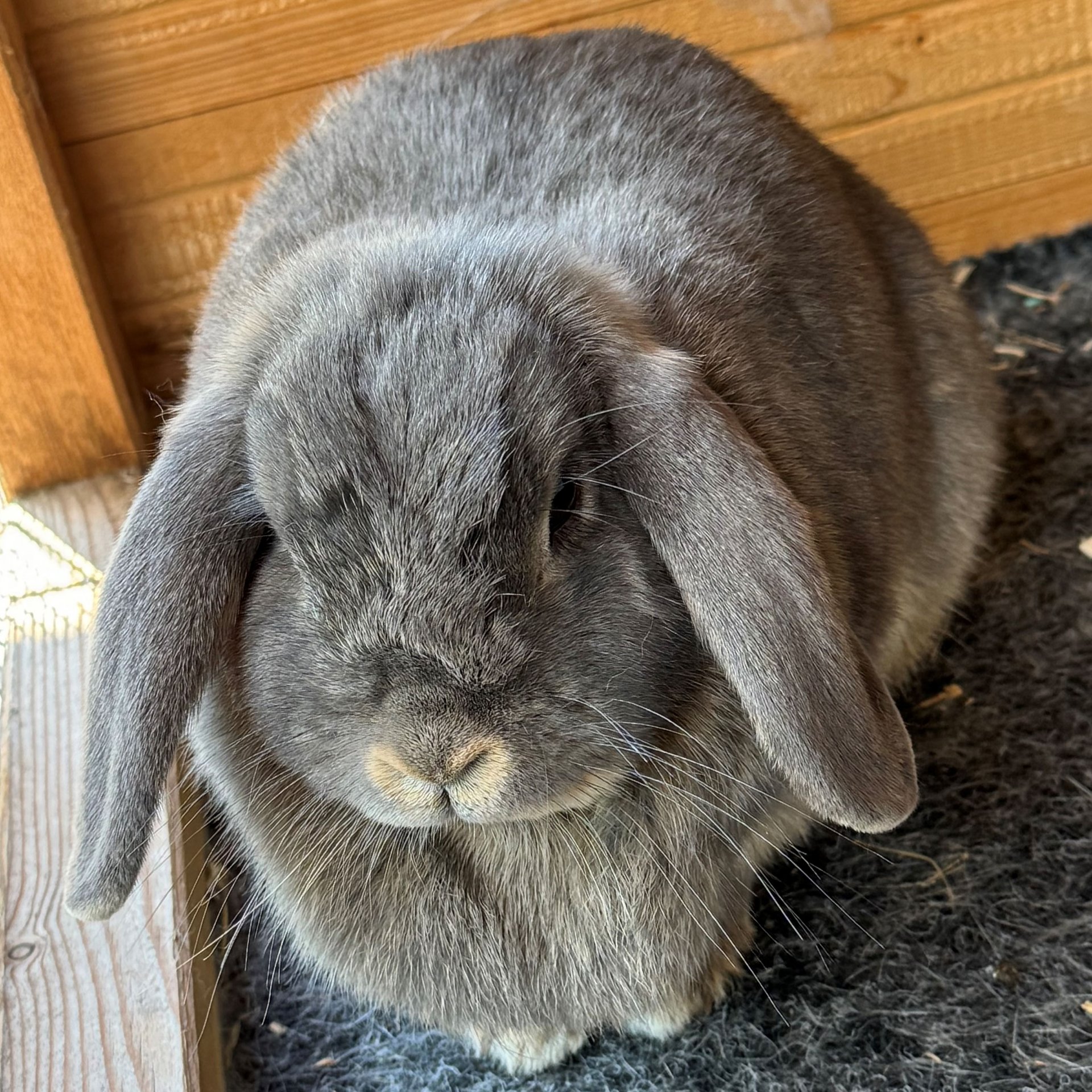 Foto von Peach; Kaninchen
