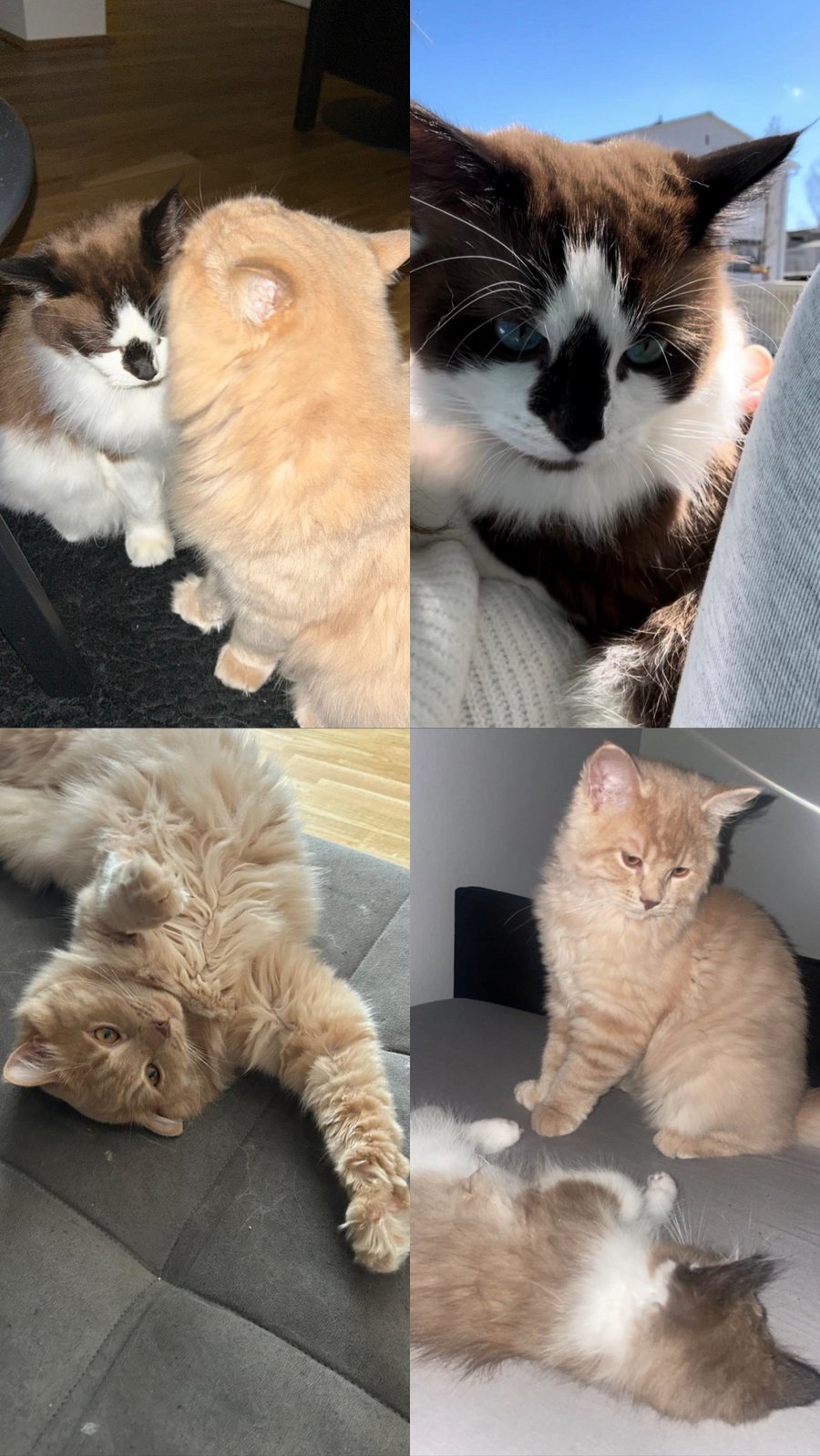 Foto von Alvin und Archie; Katze