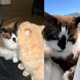 Foto von Archie und Alvin; Katze