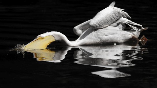 Tiergarten Fotowettbewerb Jonas Pesut 1. PLATZ © Privat
