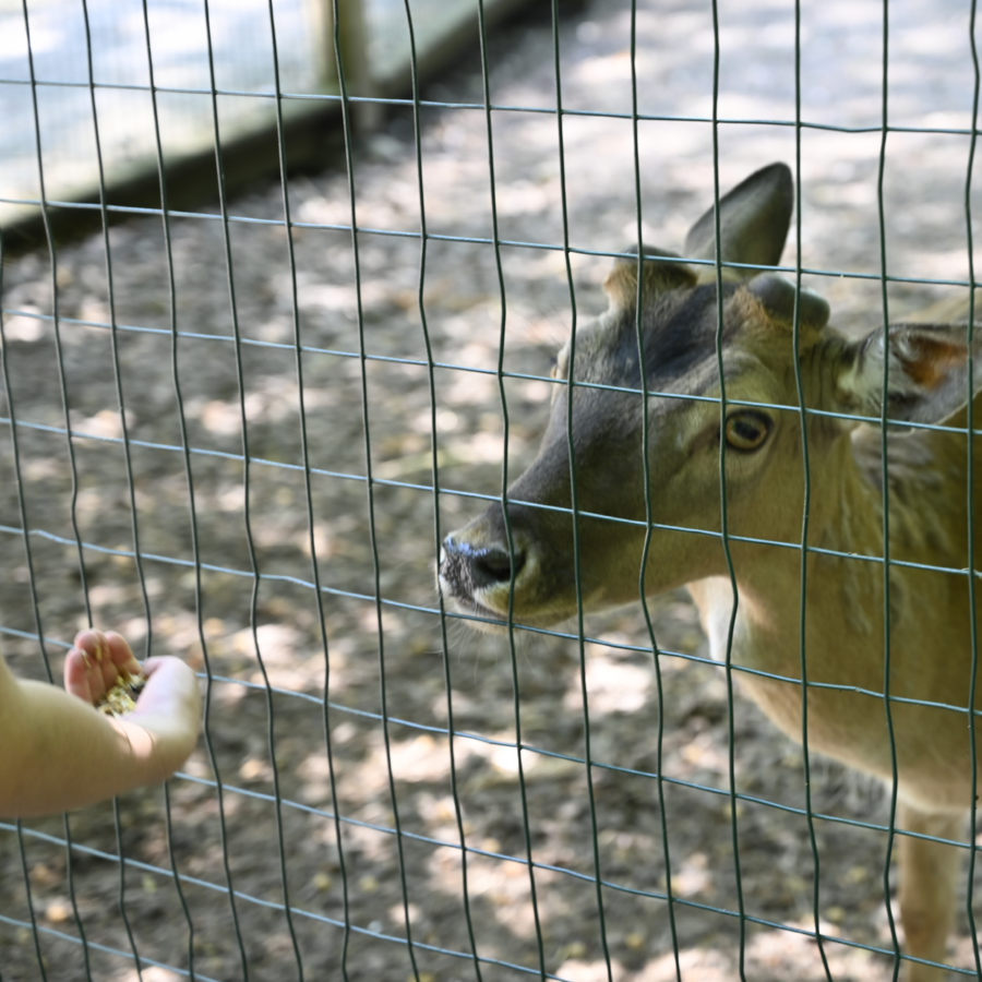 Damhirsch bei der FĂŒtterung
