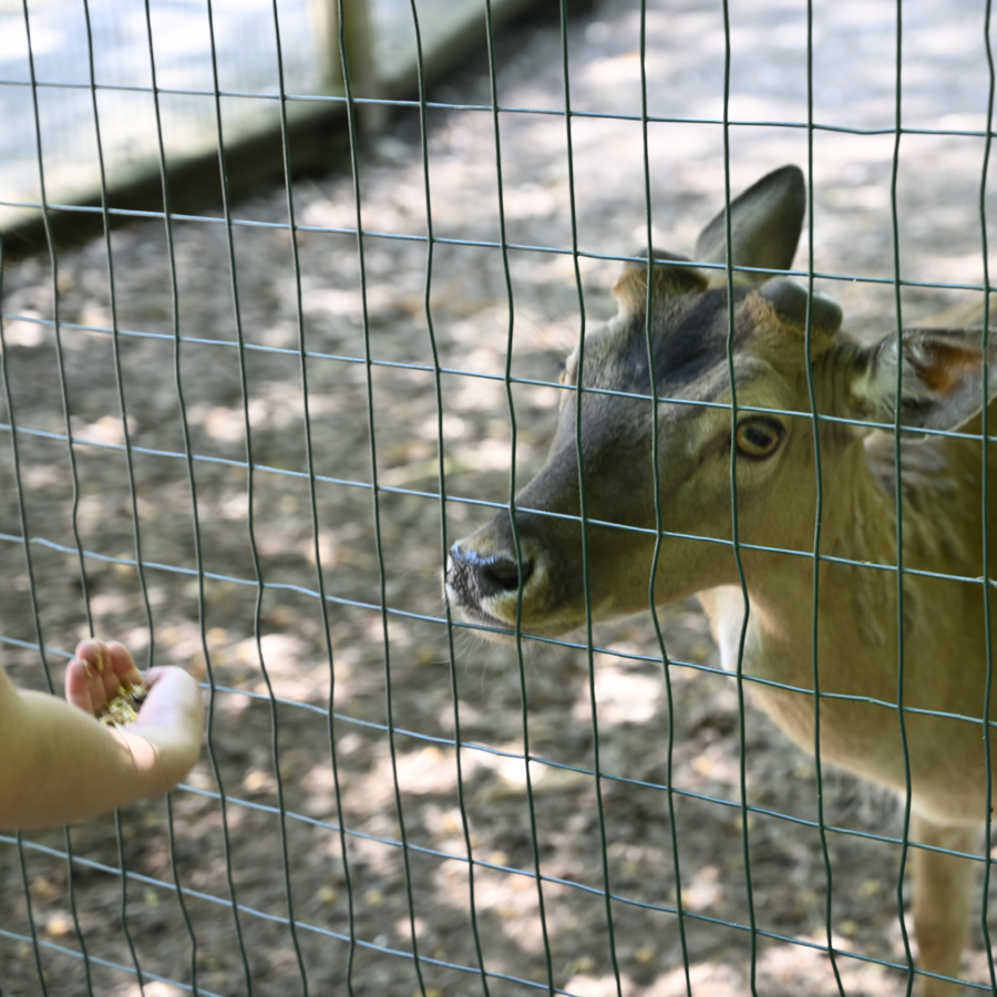 Damhirsch bei der Fütterung