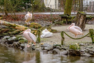 Tiergarten Pelikane