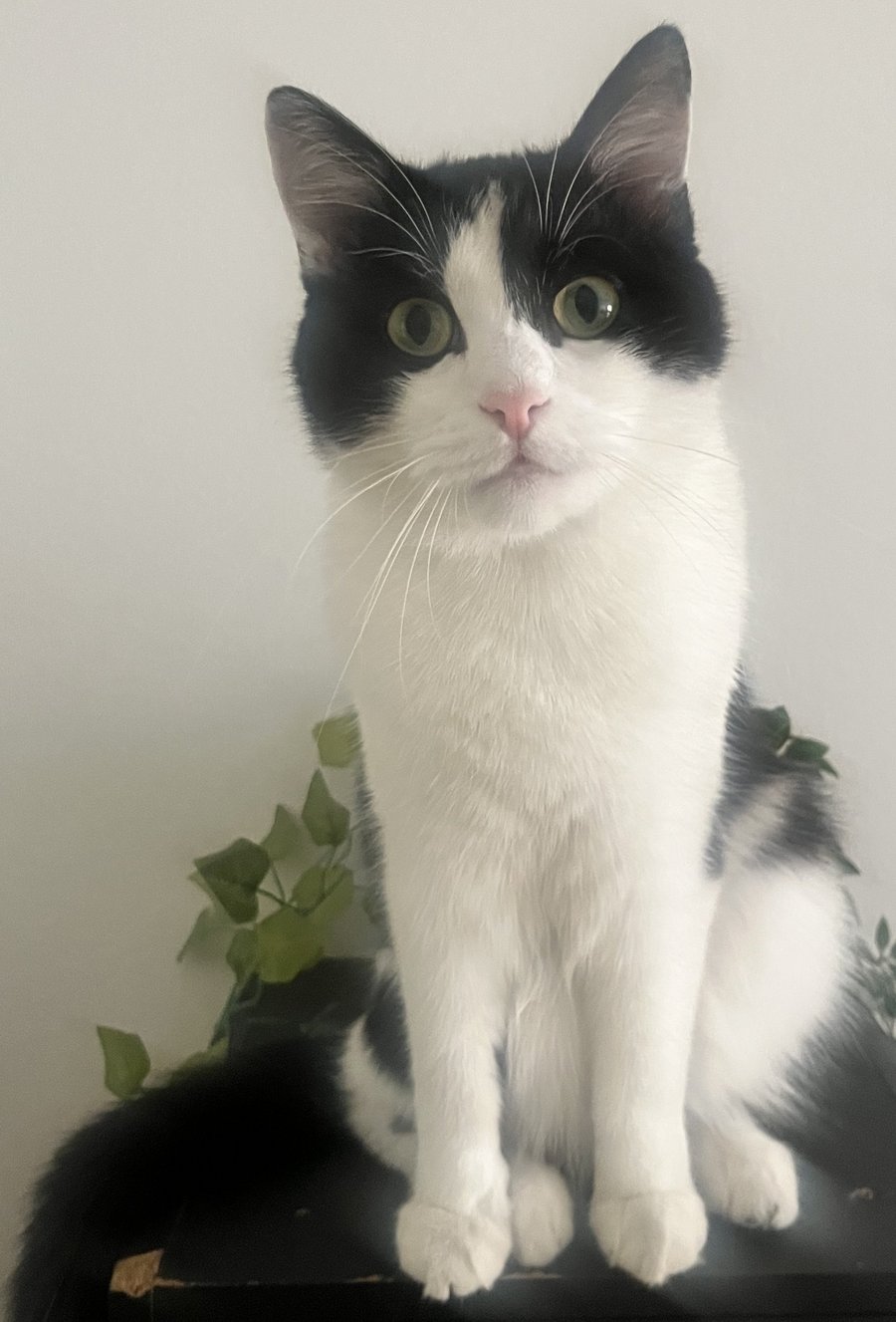 Foto von romeo; Katze