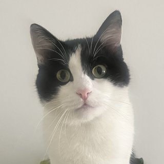 Foto von Romeo; Katze