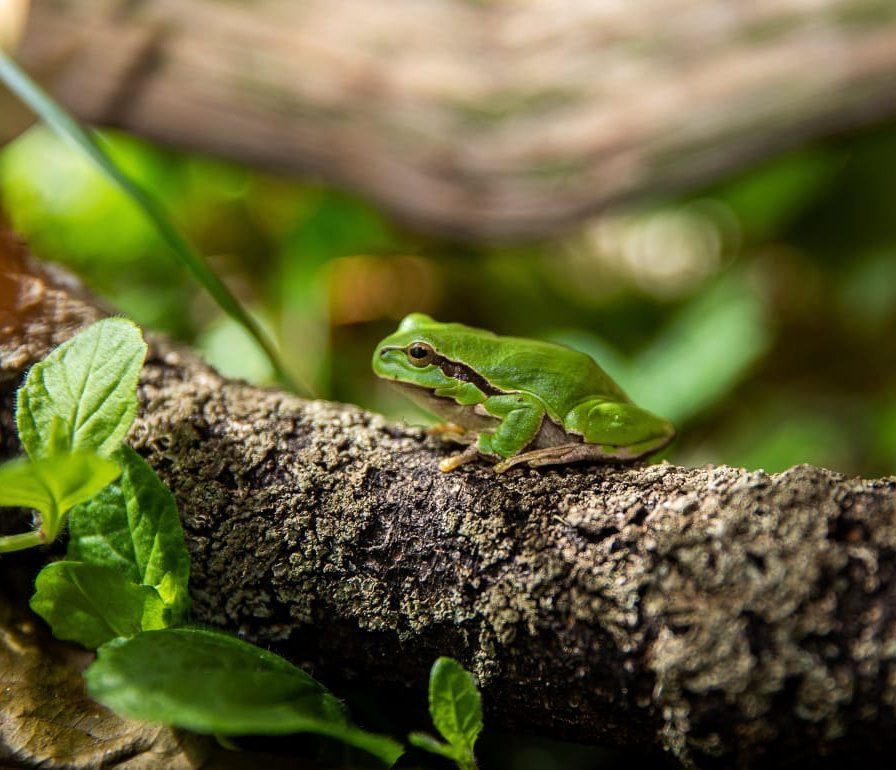 Laubfrosch im Tiergarten Wels