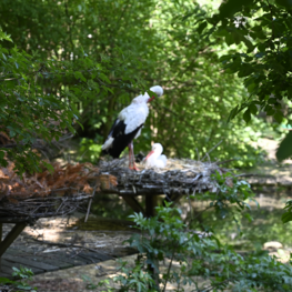 Störche im Tiergarten Wels