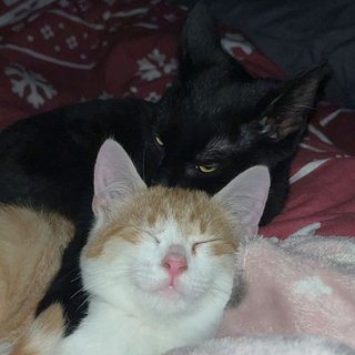 Foto von Kira und Simba; Katze