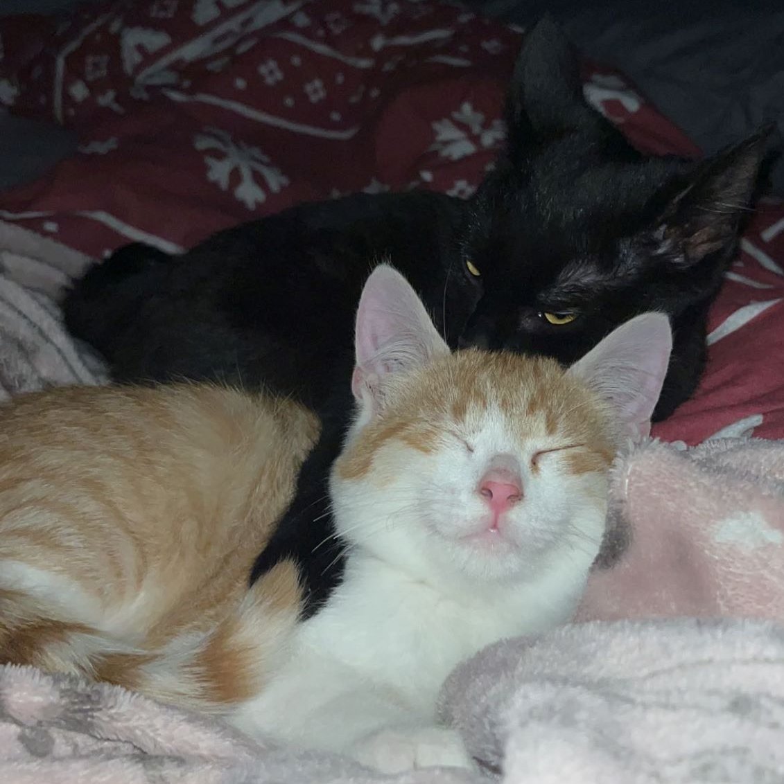 Foto von Kira und Simba; Katze