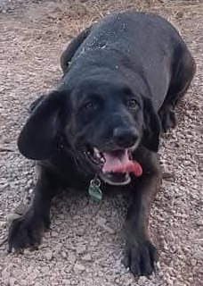 Foto von Daisy; Hund