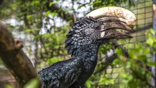 Tiergarten Silberwangenhornvogel
