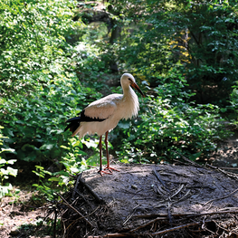 Tiergarten Wels Storch