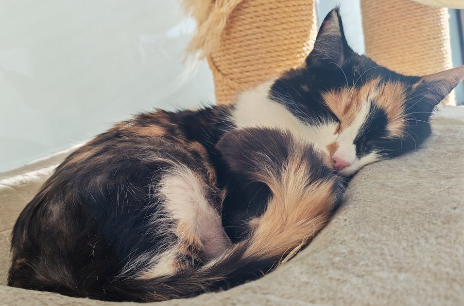 Foto von Luna; Katze