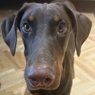 Foto von Pablo; Hund