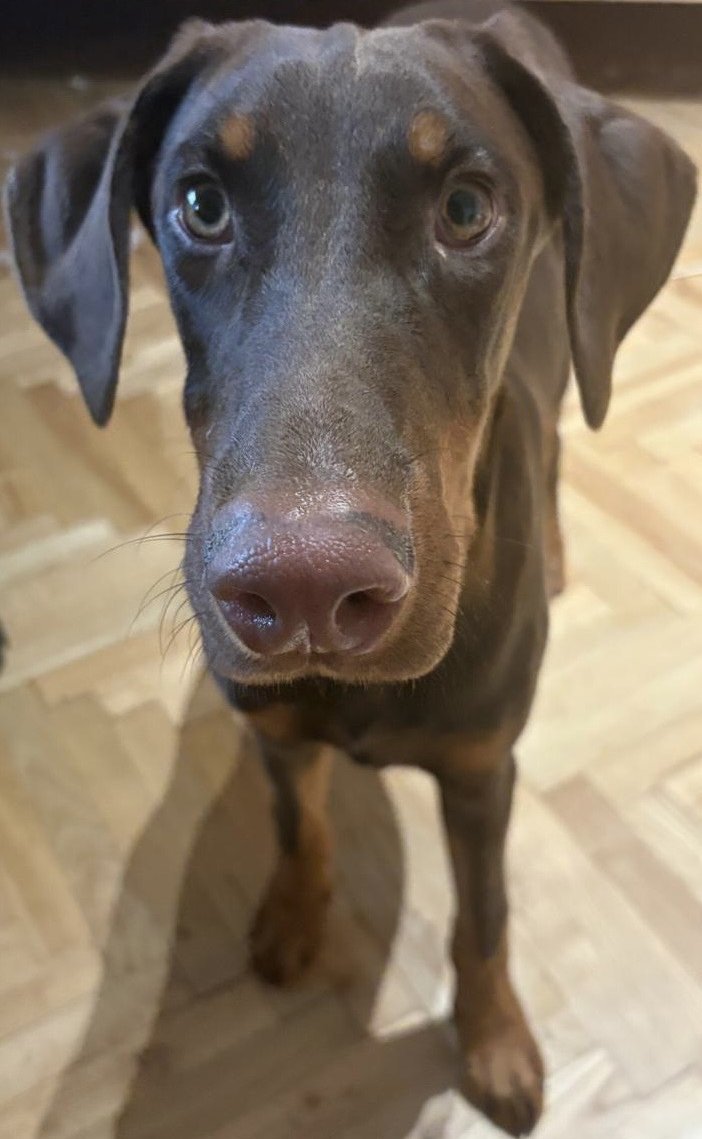 Foto von Pablo; Hund