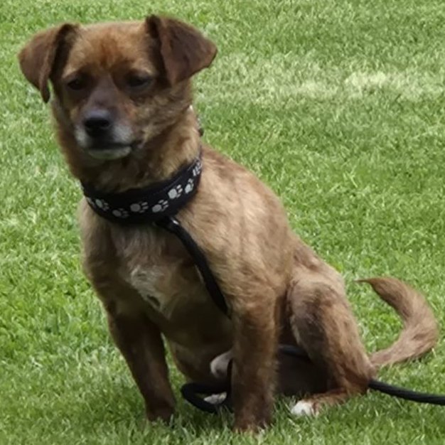 Foto von Lucky; Hund