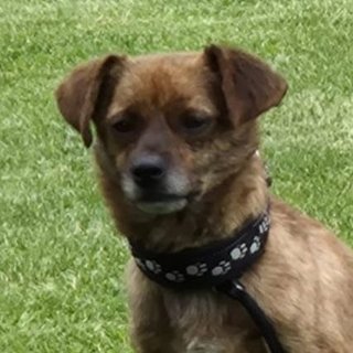 Foto von Lucky; Hund