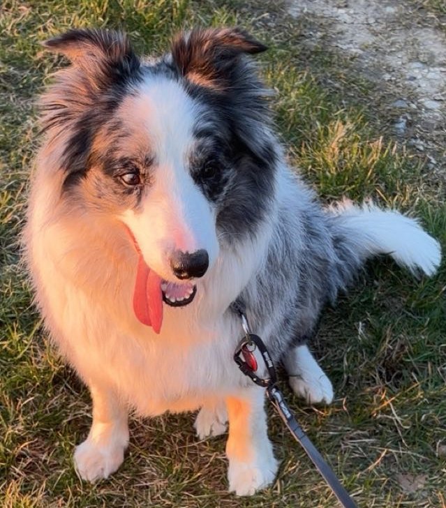 Foto von Tamino; Hund