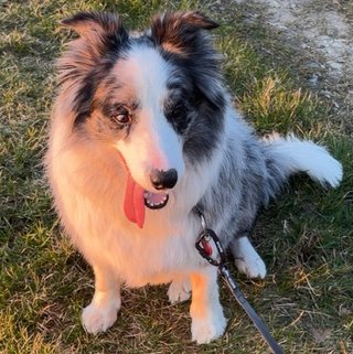 Foto von Tamino; Hund