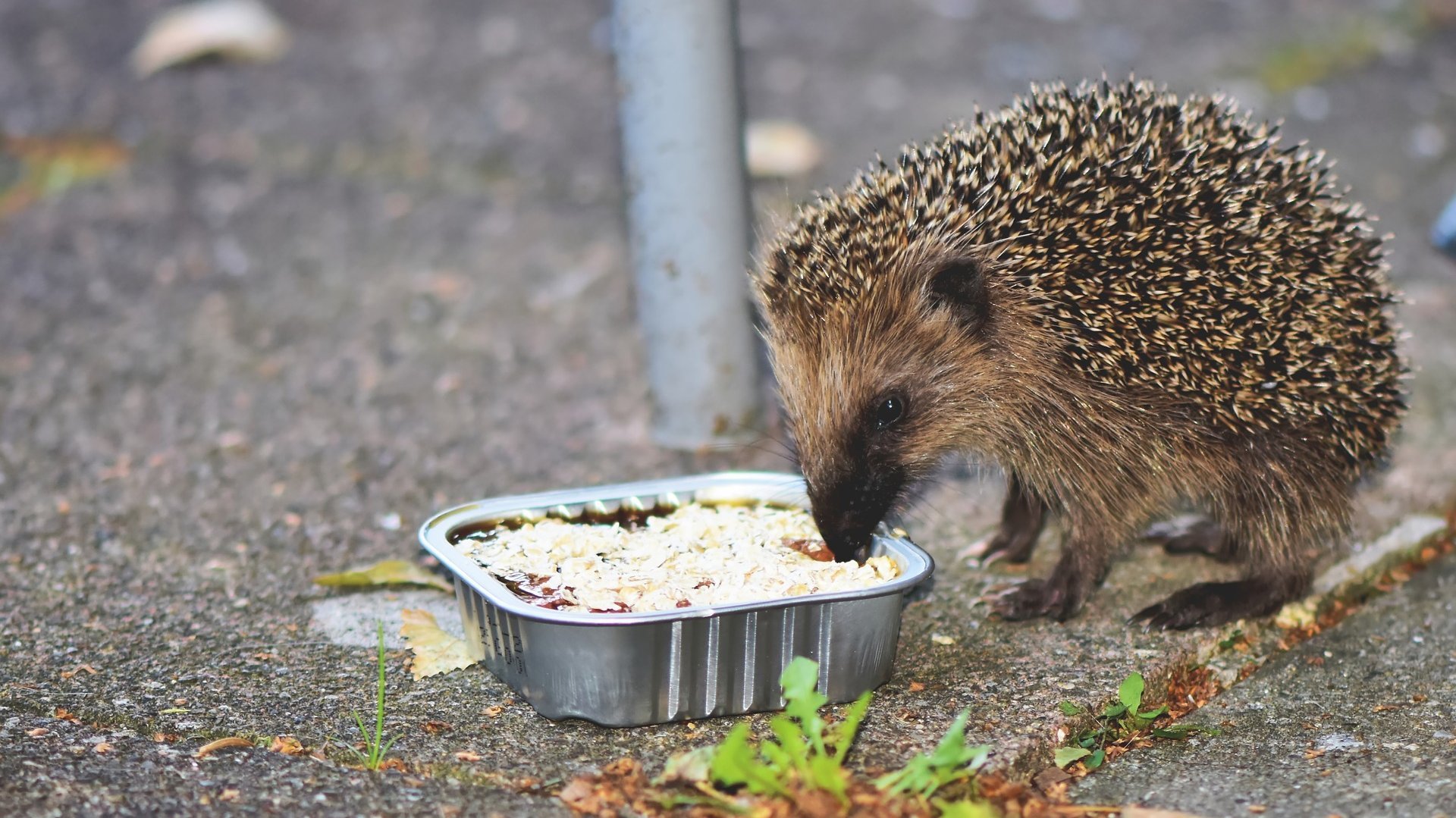 Igel beim fressen aus Futterschale