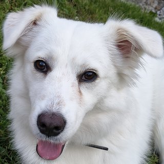 Foto von Sunny; Hund